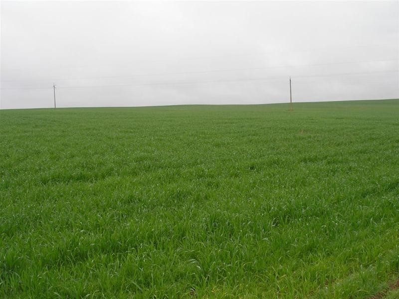 Lot 901 Piggery Road, Mannum SA 5238