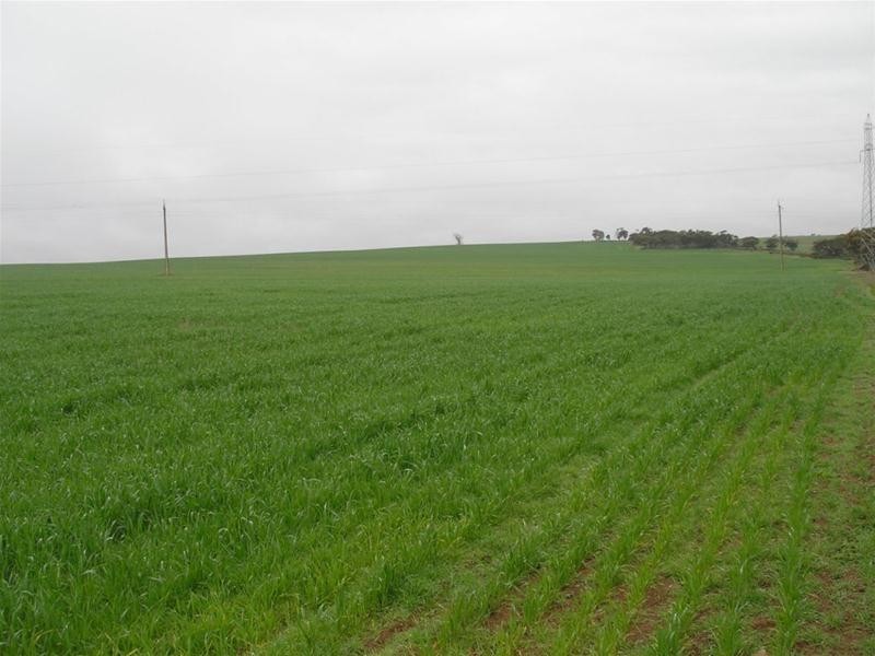 Lot 901 Piggery Road, Mannum SA 5238