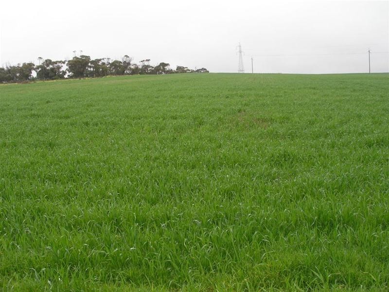 Lot 901 Piggery Road, Mannum SA 5238