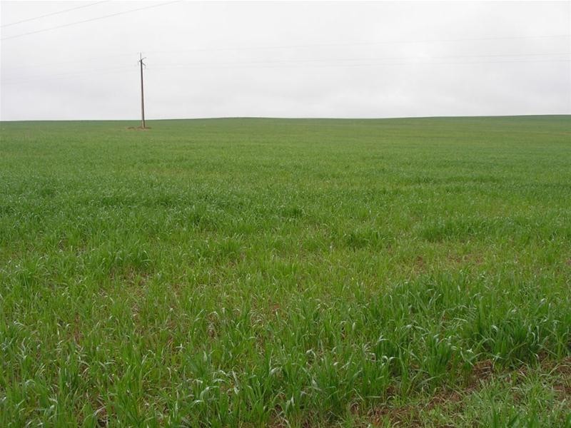 Lot 901 Piggery Road, Mannum SA 5238