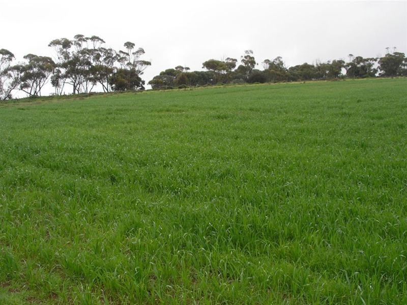 Lot 901 Piggery Road, Mannum SA 5238