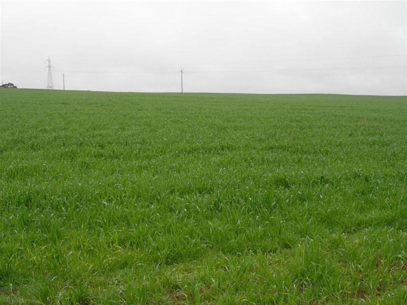 Lot 901 Piggery Road, Mannum SA 5238