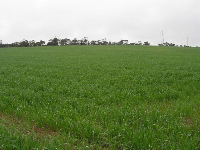 Lot 901 Piggery Road, Mannum SA 5238