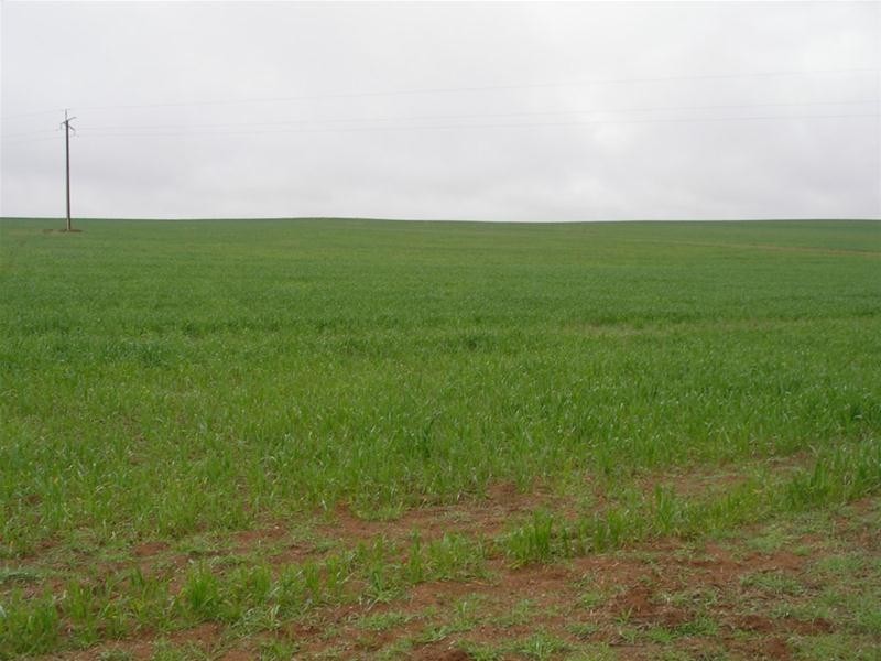 Lot 901 Piggery Road, Mannum SA 5238