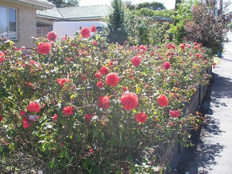 1 Wattle Street, Lobethal SA 5241