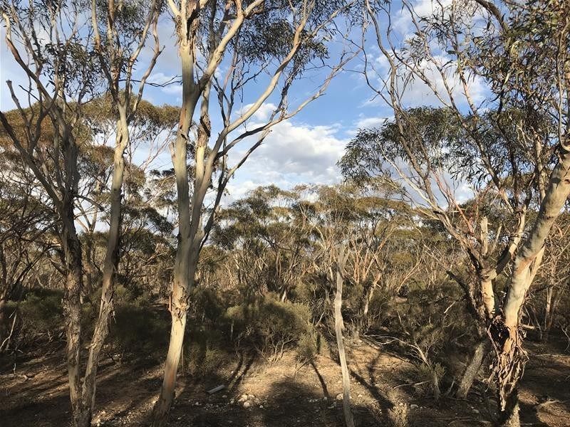 4287 Stott Highway, Fisher via, Swan Reach SA 5354