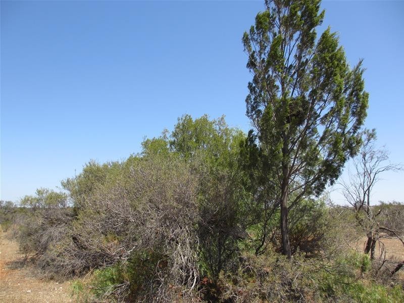Lot 9 Stott Highway, Swan Reach SA 5354