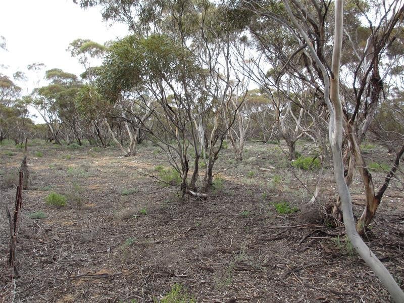 S 157, 173, 175 Schroeder and Strauss Roads, Black Hill SA 5353