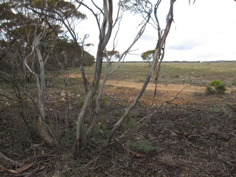 S 157, 173, 175 Schroeder and Strauss Roads, Black Hill SA 5353