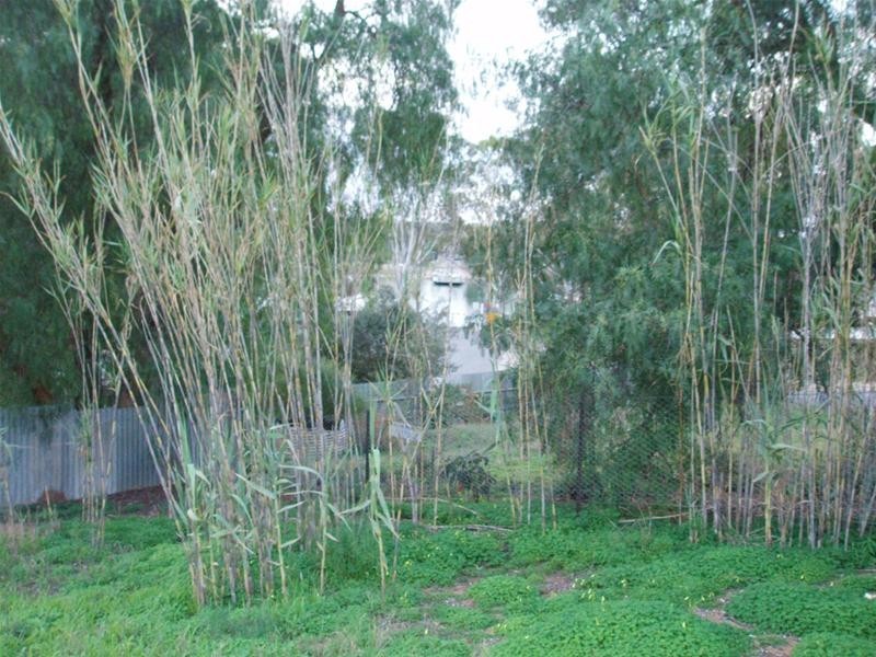 23 Anzac Avenue, Swan Reach SA 5354