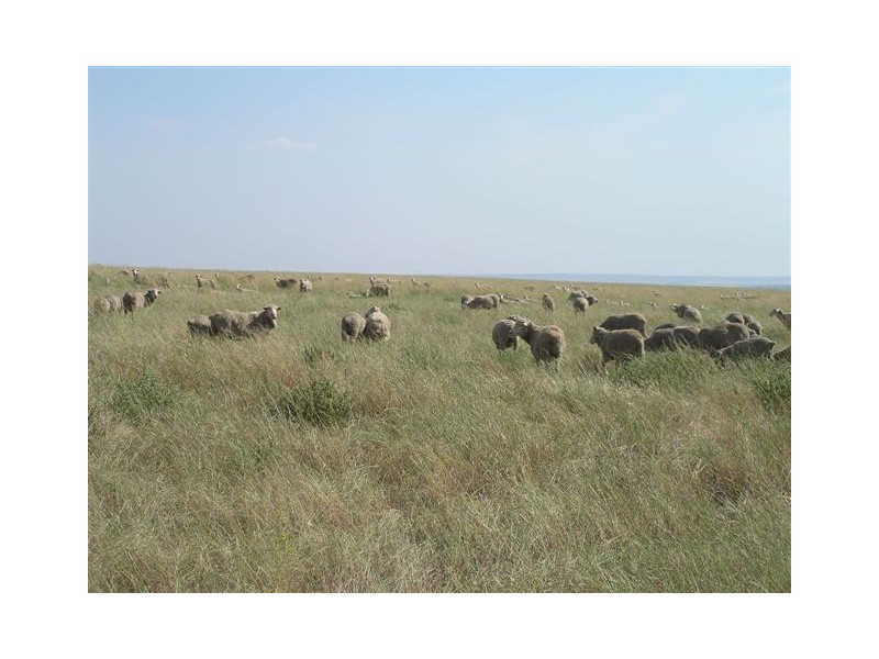 176 & 177 Klose, Herbig & Springs Road, Mannum SA 5238