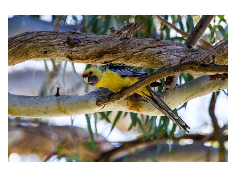 6 ‘Aruma River Resort’ Cliff View Drive, Walker Flat SA 5238