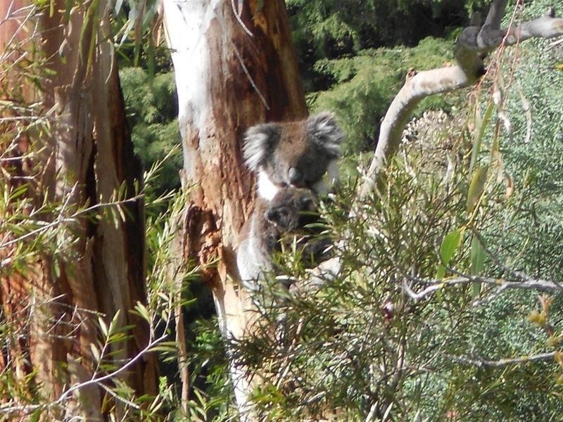 60 Mill Road, Lobethal SA 5241