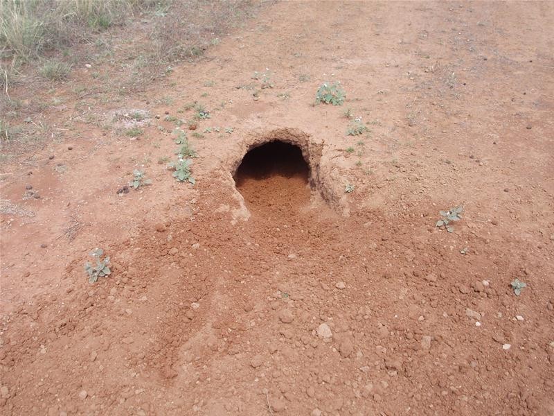 694 Battens Road, Sedan SA 5353