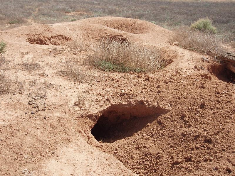 694 Battens Road, Sedan SA 5353