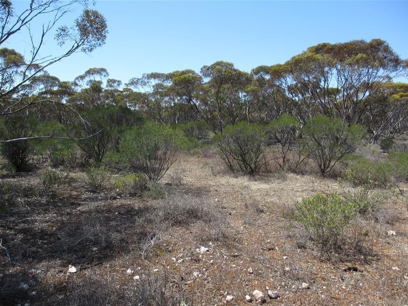 Lot 9 Old Punyelroo Road, Swan Reach SA 5354