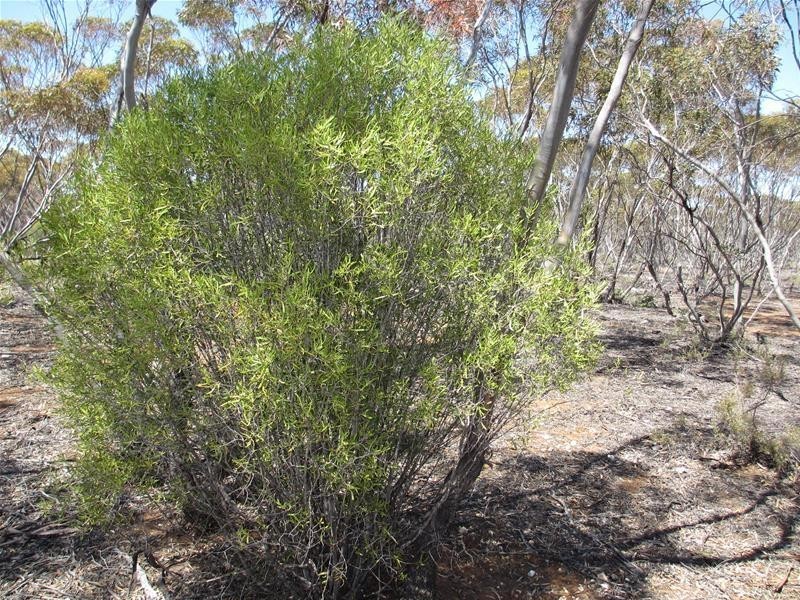 Lot 9 Old Punyelroo Road, Swan Reach SA 5354