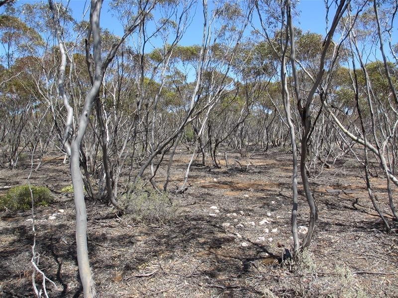 Lot 9 Old Punyelroo Road, Swan Reach SA 5354