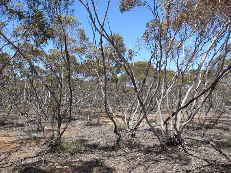 Lot 9 Old Punyelroo Road, Swan Reach SA 5354