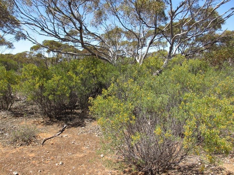 Lot 9 Old Punyelroo Road, Swan Reach SA 5354