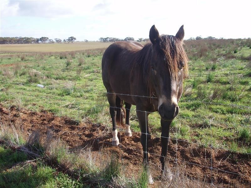 123 Schulzs Road, Black Hill SA 5353