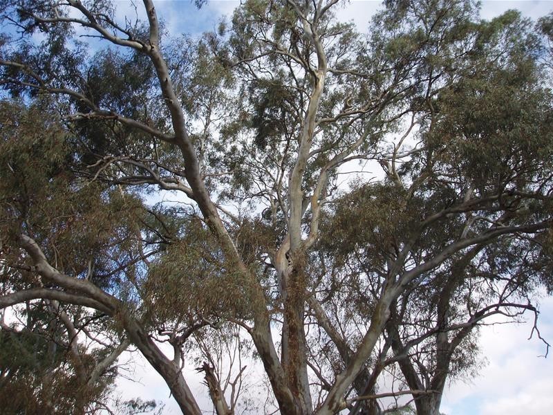 Section 377 Black Hill Road, Cambrai SA 5353