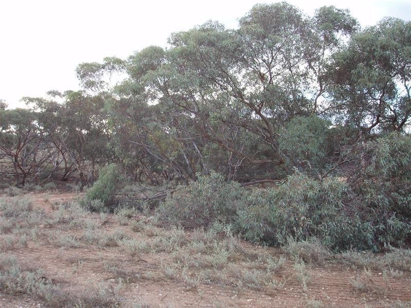 Section 377 Black Hill Road, Cambrai SA 5353