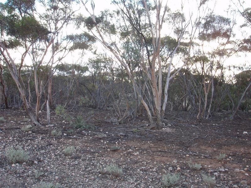 Section 377 Black Hill Road, Cambrai SA 5353