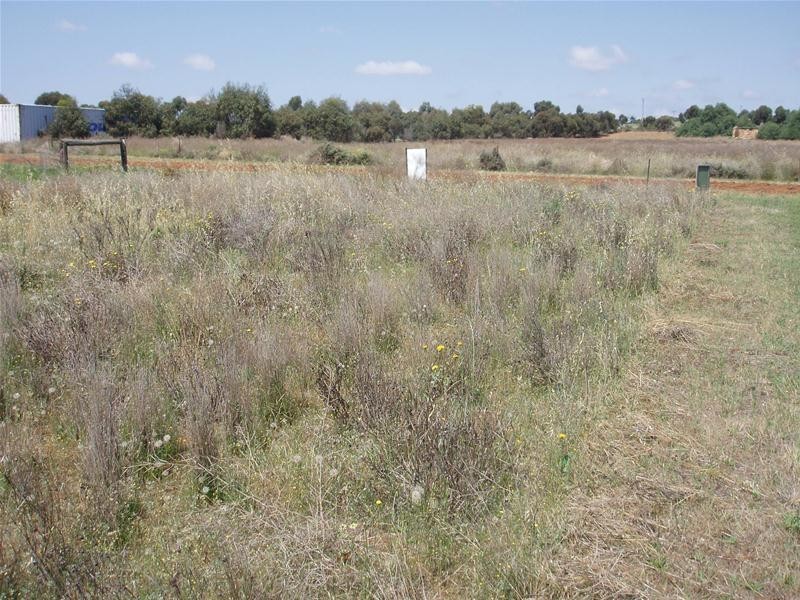 29 Martha Street, Caloote SA 5254