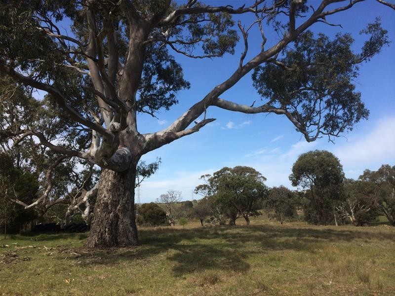 Lot 3 Church Road, Springton SA 5235