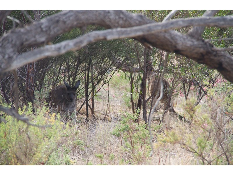 ‘Kleinerberg’/2601 Black Heath Road, Rockleigh SA 5254