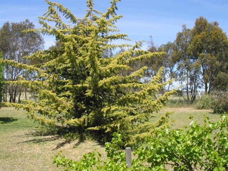 8 Melrose Street, Mount Pleasant SA 5235