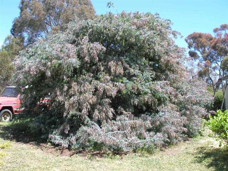 8 Melrose Street, Mount Pleasant SA 5235