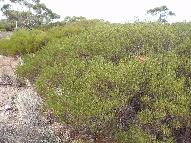 Section/22 Public Road, Swan Reach SA 5354