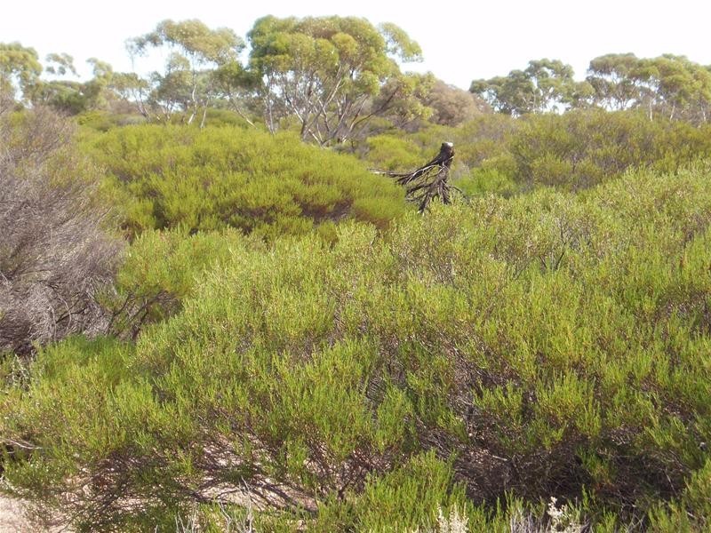 Section/22 Public Road, Swan Reach SA 5354