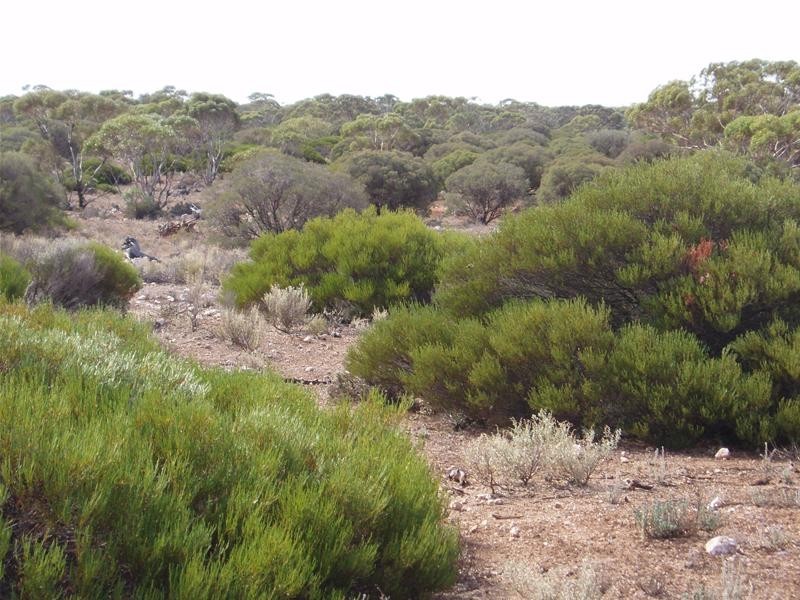 Section/22 Public Road, Swan Reach SA 5354