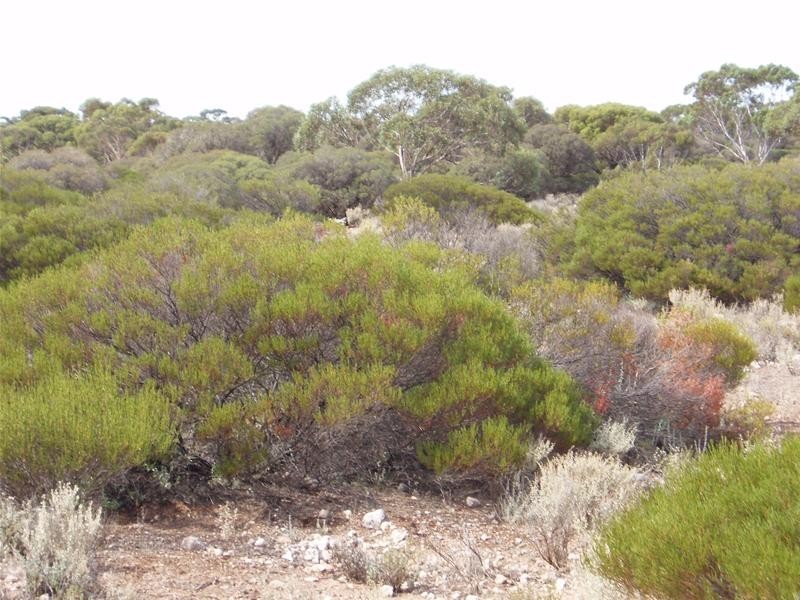 Section/22 Public Road, Swan Reach SA 5354