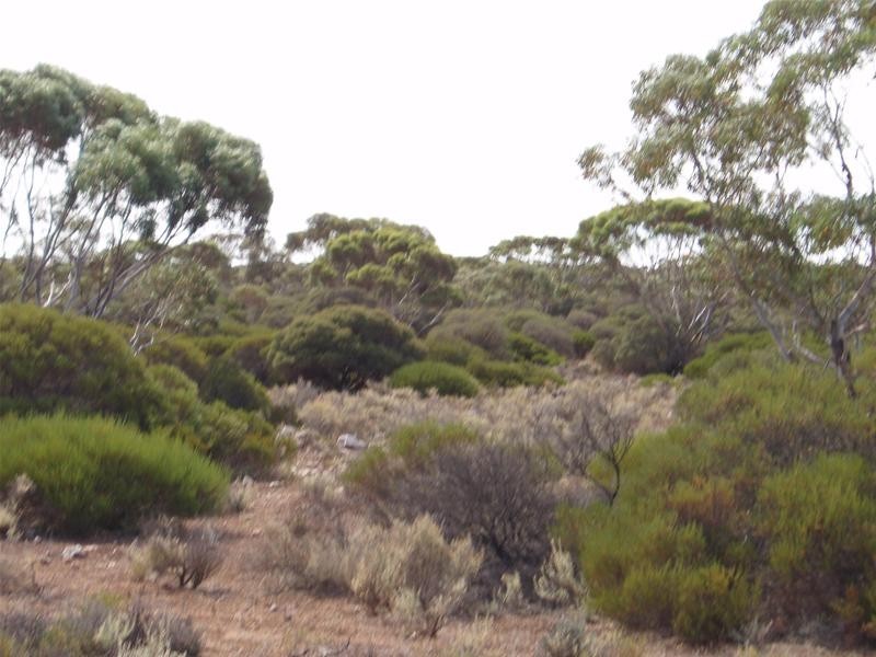 Section/22 Public Road, Swan Reach SA 5354