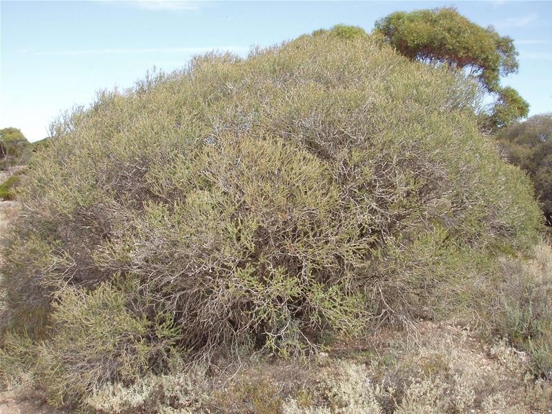 Section/22 Public Road, Swan Reach SA 5354