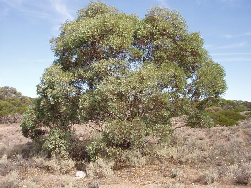 Section/22 Public Road, Swan Reach SA 5354