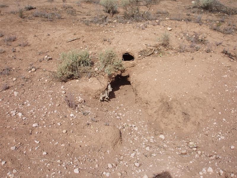 Section/22 Public Road, Swan Reach SA 5354