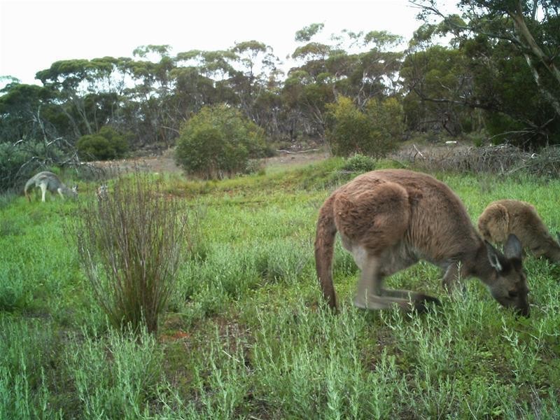 Section 47 Sleeper Track Road, Swan Reach SA 5354