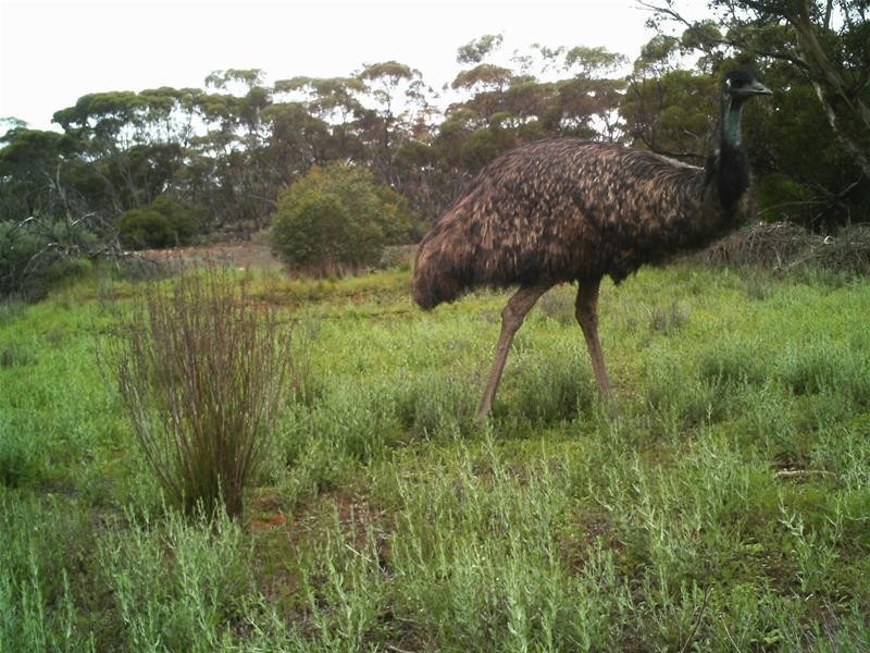 Section 47 Sleeper Track Road, Swan Reach SA 5354