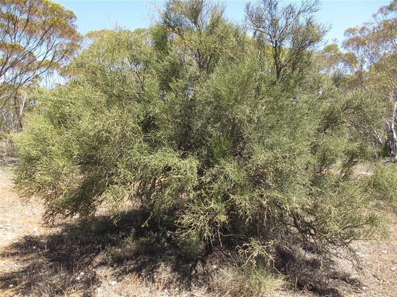 Section 47 Sleeper Track Road, Swan Reach SA 5354