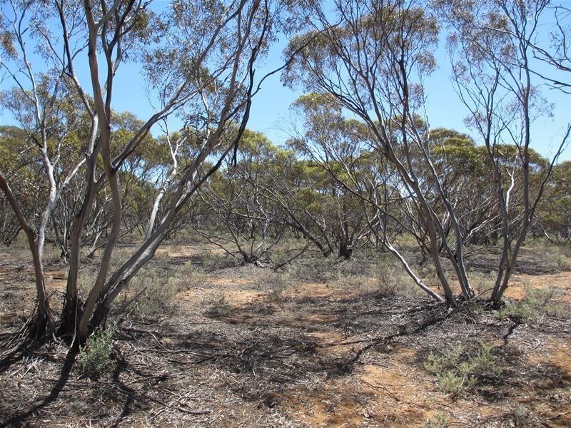 Section 47 Sleeper Track Road, Swan Reach SA 5354