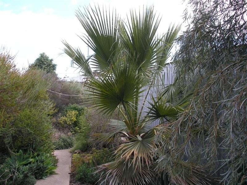 10 Berryman Avenue, Mannum SA 5238