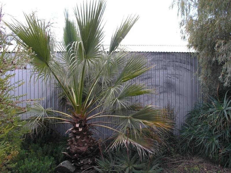 10 Berryman Avenue, Mannum SA 5238