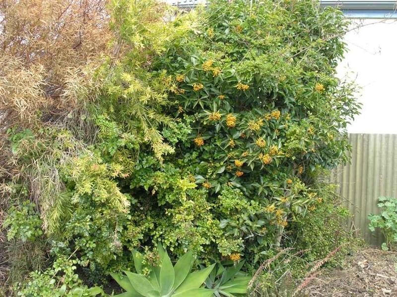 10 Berryman Avenue, Mannum SA 5238