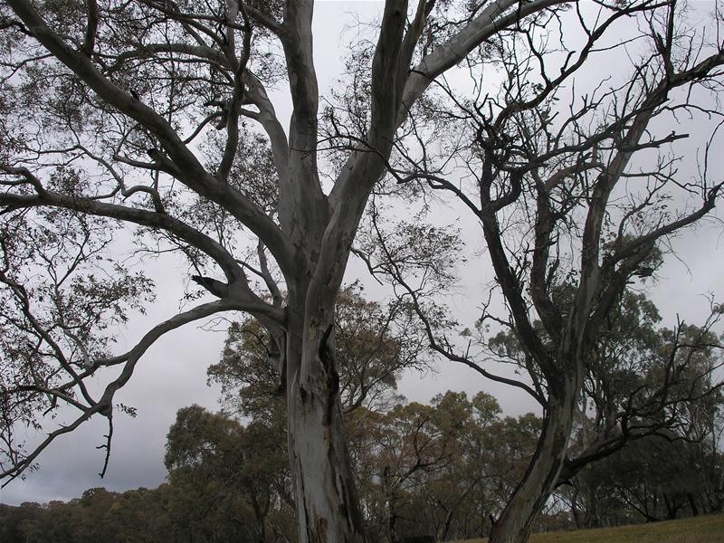 112 Norsworthy Road, Forreston SA 5233