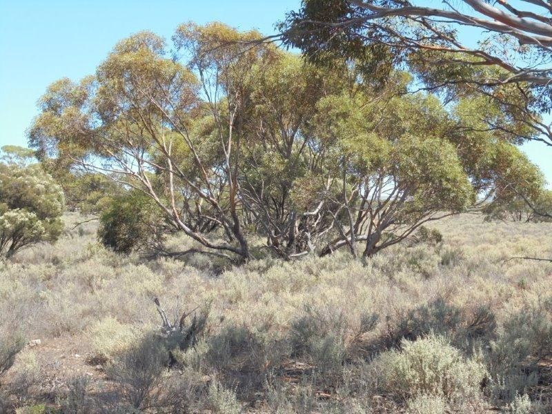 430 Frost Road SANDLETON via, Sedan SA 5353